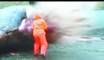 死亡抹香鯨突然放射性爆炸 噴出內(nèi)臟等只剩皮囊