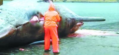 死亡抹香鯨突然放射性爆炸 噴出內(nèi)臟等只剩皮囊
